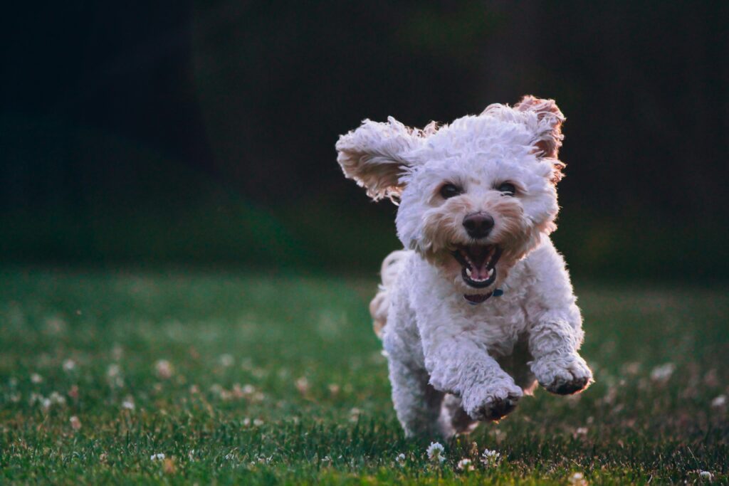 les bienfaits de la promenade pour le chien