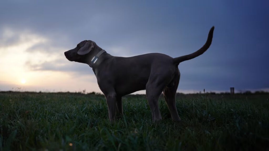 tractive dog 6 noir lumière LED